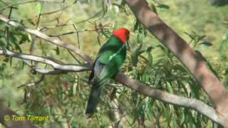 preview picture of video 'Australian King-Parrot (Alisterus scapularis)'