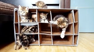 Funny Cats -  Cute Kittens vs.  Handmade Fort