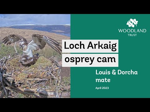 Successful mating - Loch Arkaig Osprey Cam highlights