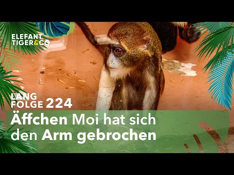Kleiner Affe muss zum Kinderchirurgen (Langfolge 224) | Elefant, Tiger & Co. | ARD