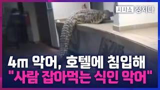 [시사쇼 정치다] 길이 4m 악어가 터벅터벅 호텔로… 알고 보니 '식인 악어'