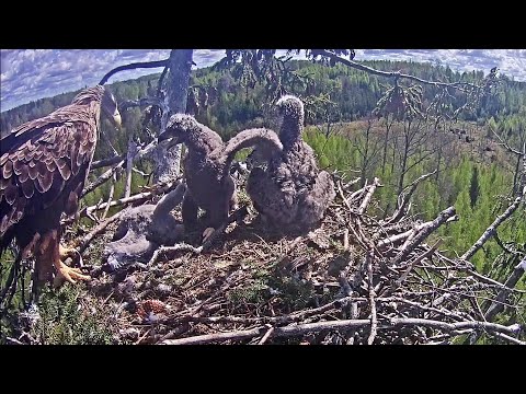 WARNING! ~Milda kills the hawklet~12:52 pm 2020/05/18