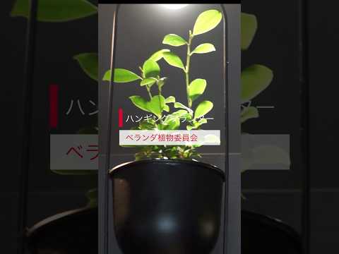 ハンギングペチュニアフルサンプランター