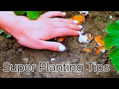 , title : 'Super Prectical Planting Tips | Incredible Life Skills | MKS fun'