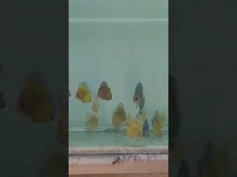 discuss fish#punjabisong #song #punjabimusic #love #beats #aquarium #music #fish #slowedandreverb #a