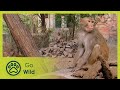 Monkey Thieves S2 3 13 Go Wild