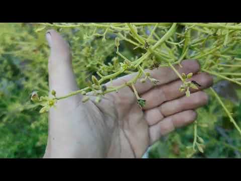 , title : 'CUANTO tarda la FLOR del aguacate en dar FRUTO 🥑'