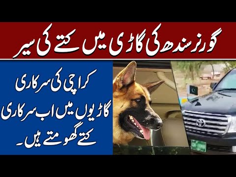 Official dogs now roam Karachi's government vehicles | GTV News HD | 28 January 2021