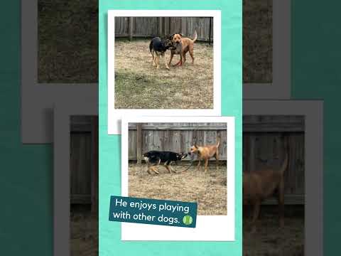 Mando, an adoptable German Shepherd Dog Mix in Rossville, TN_image-1