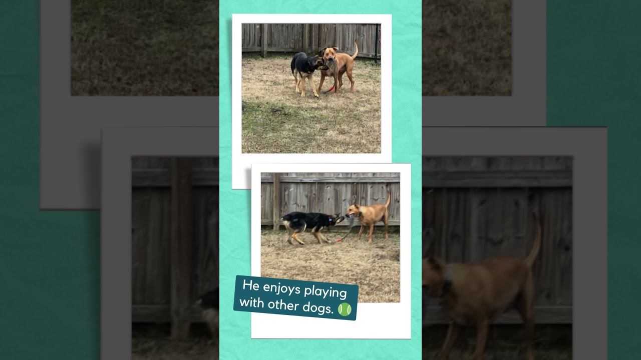 Enlarge Mando, an adoptable mixed breed in Rossville, TN video 5/5