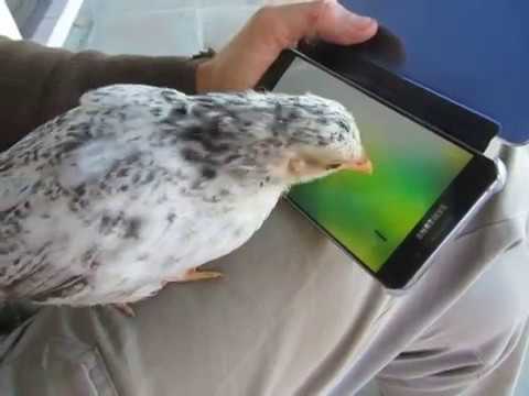 Filhote de garnisé tentando bicar a formiga na tela do celular