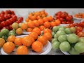 Самые вкусные томаты. Второй этап дегустационного марафона. Самые вкусные томаты. Второй этап дегустационного марафона.