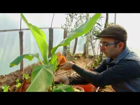 Svet baštovanstva ep.94 17.01.2020. - Crveni pasulj, rasađivanje belog luka, zima u plasteniku