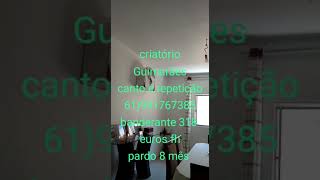 Banderante filho 