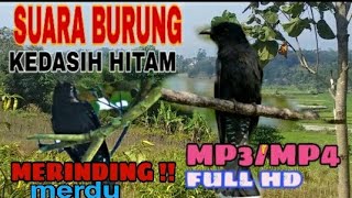 Download lagu Suara burung kedasih gacor - burung uncuing gacor mp3/mp4 masteran mp3 Download lagu Suara burung kedasih gacor - burung uncuing gacor mp3/mp4 masteran mp3