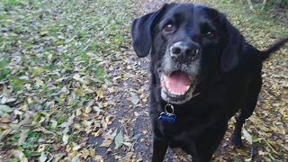Snoopy (17), Week 22 - Post TPLO Surgery.