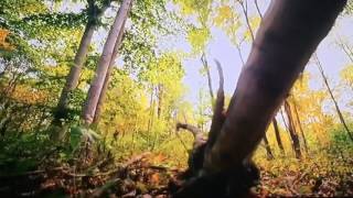 Mountain Monsters The Dark Forest