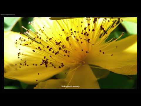 Jewish Mindfulness Meditation—Contemplative Journey to Tikkun Olam I