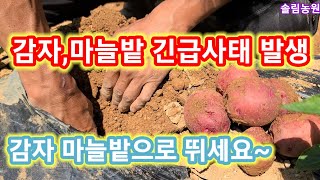 감자,마늘밭 긴급사태 발생 얼릉 밭으로 가보세요~