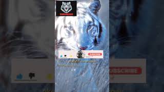 Download lagu story wa macan putih. syekh abdul qadir pernah berkata. #shorts mp3