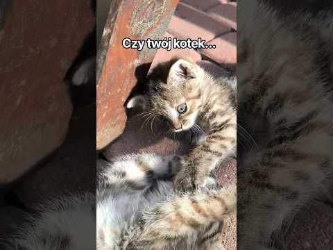 Czy twój kotek... #cat #zwierzaki #śmieszne #funny #1klikes