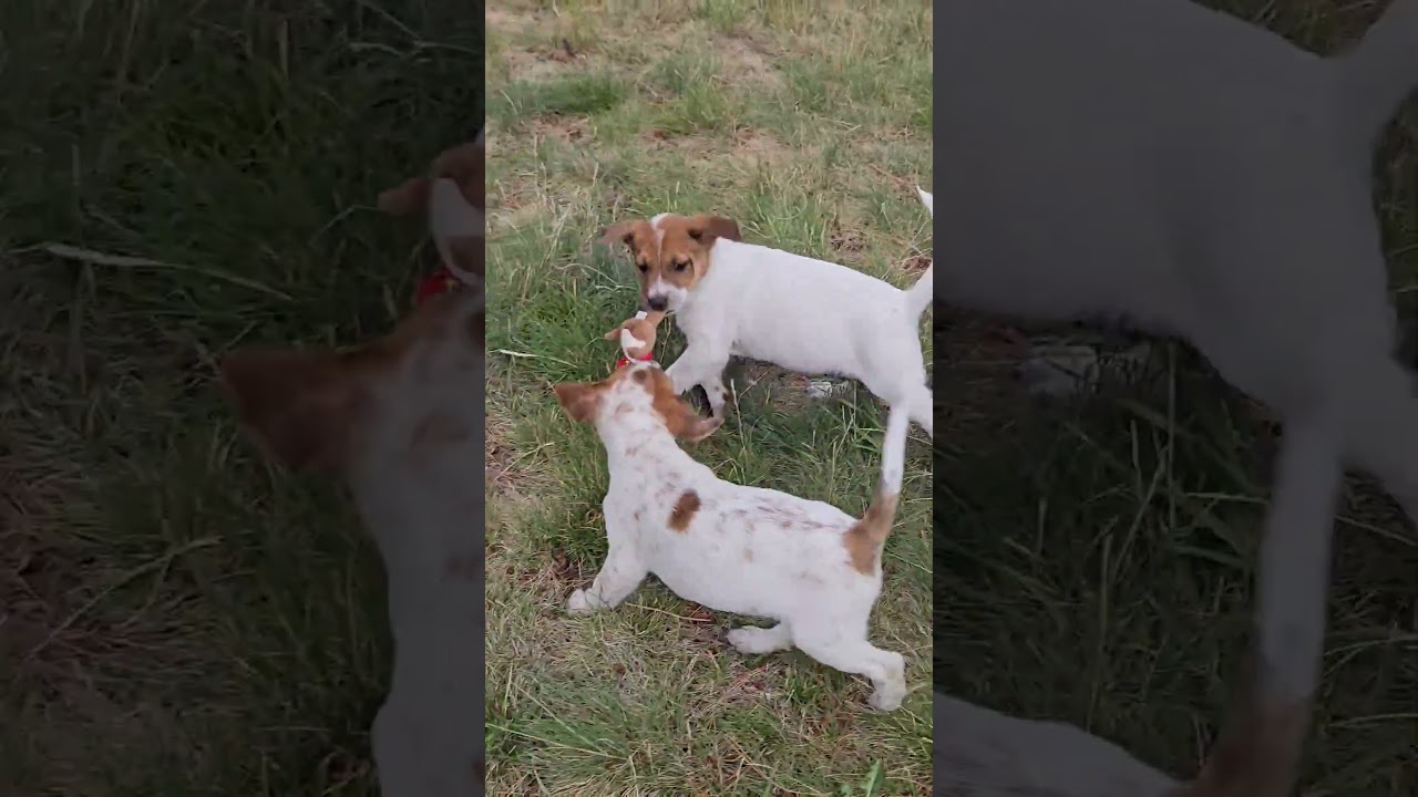 Millie, a Adoptable mixed breed in Evergreen, CO video 2/6