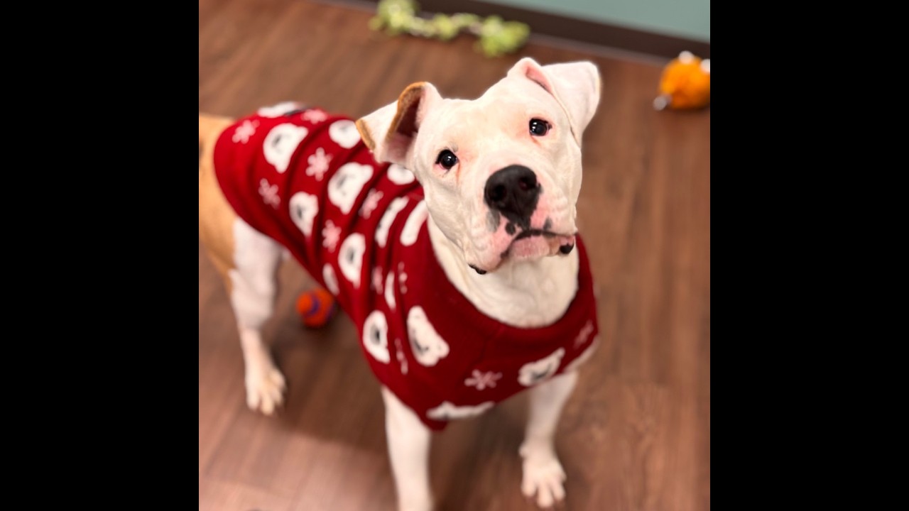 Enlarge Mercy, a Adoptable mixed breed in Nashville, IN video 6/6