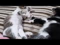 Kittens Biting Ear And Licking Belly Before Sleep Princess Bother Poor Brother As Usual