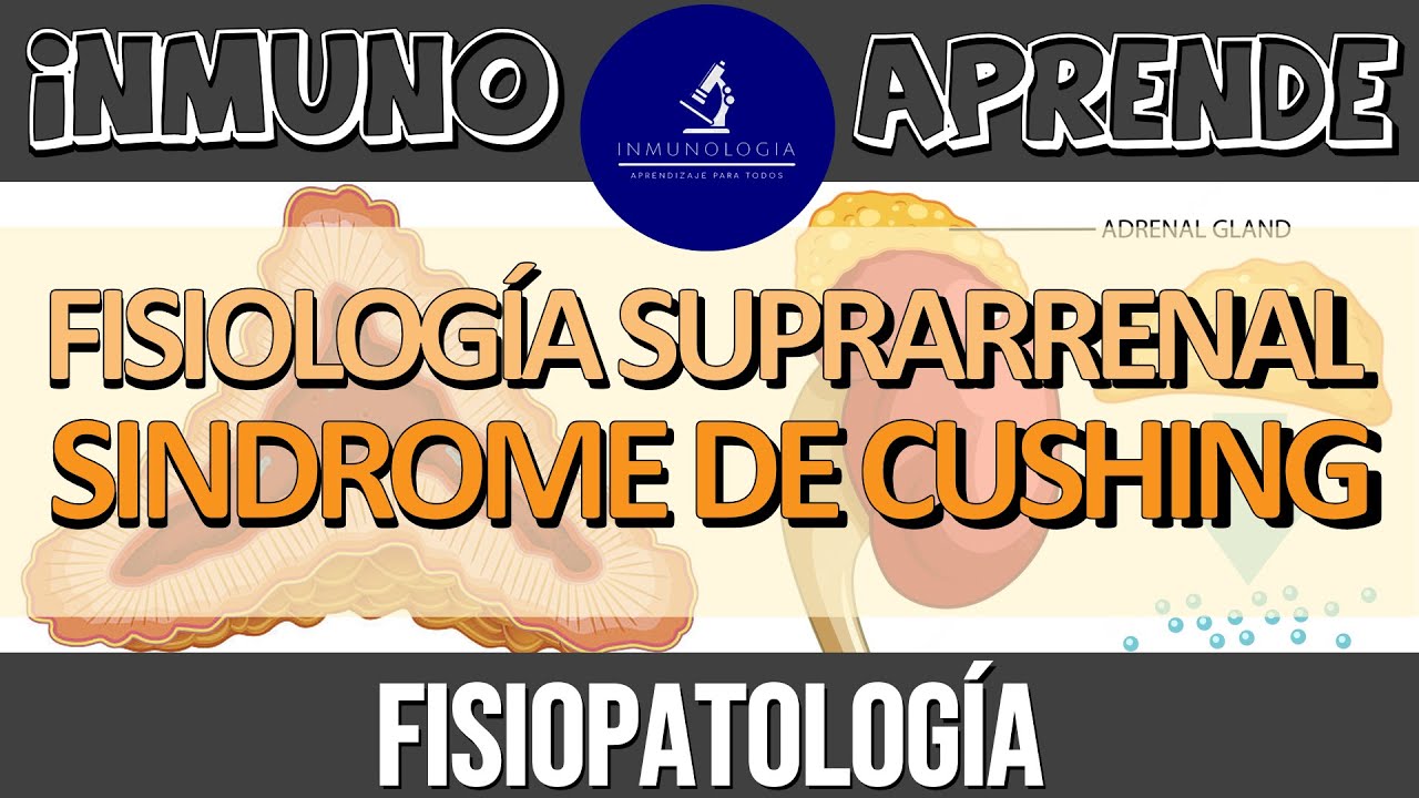 Síndrome de Cushing | Fisiología de la Glándula Suprarrenal - Síntesis de Hormonas Esteroideas