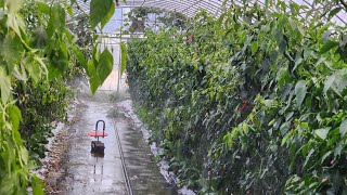 고추는 하우스가 좋구나.I like a greenhouse for peppers