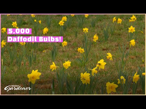 Field of Dreams | Volunteer Gardener