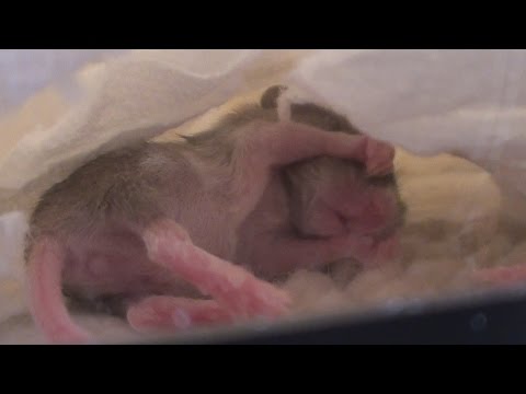Baby Mice in the Nursery Tank