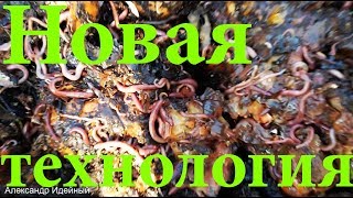 Красные черви для рыбалки как называются