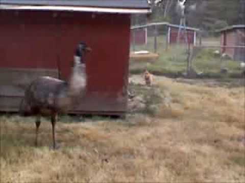 Emu chasing dog (very funny) :)