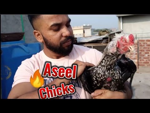 Aseel Top 10 Best Beautiful Rooster Chickens In Chicken Show #aseel #asmar #rooster #pets #subscribe
