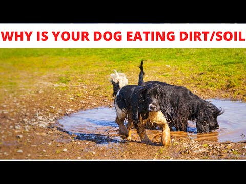 YouTube video about: What to do if my dog ate potting soil?
