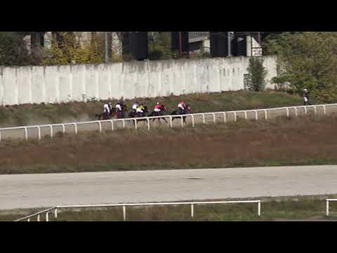 31.10.2021 Trka I - TAHIR ŠESTI Beogradski Hipodrom