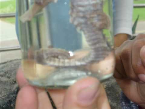 Danielle Rocha Embu na onda do mar