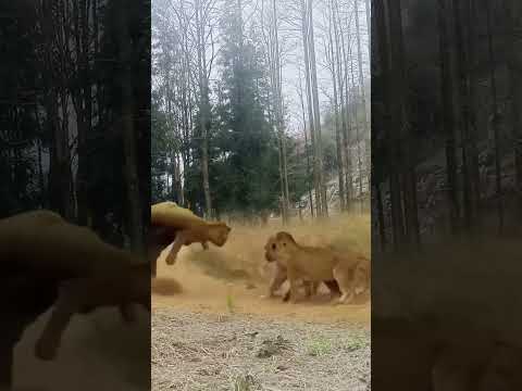 Charging VS Grappling 不要欺负老实牛 否则后果很严重 #animal 【跟着图尔去旅行】