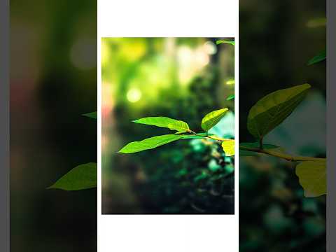 Vivo V60 Portrait Photography Setting ✨📸#photography #mobilephotography #portraitphotography #shorts