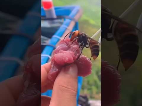 How to Destroy a Deadly Hornet Hive? The Answer Will Shock You! 😱 #shorts #Hornet