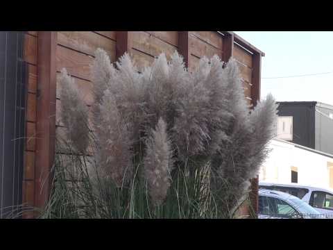 シルバーススキ 植物