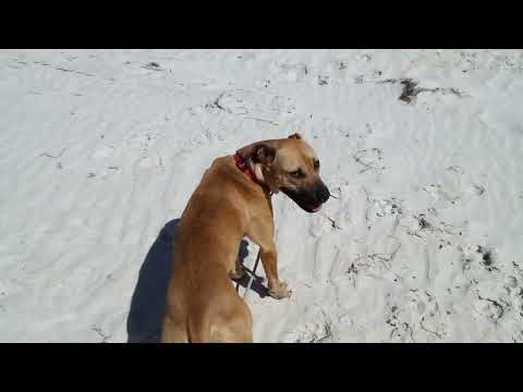 Sheeba, Foster No 2 at Beach