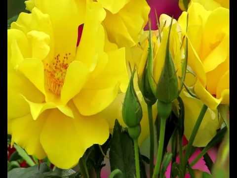 Serkan şahin   CAN YAREY