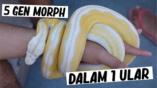 5 COMBO MORPH IN ONE SNAKE