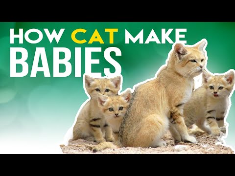 How Cats Make Babies /Cat Mating | Wiggle Paw
