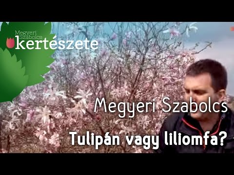Tulipánfa vagy liliomfa? - Megyeri Szabolcs Kertészete