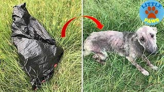 Rescue an Abandoned Dog - Woman’s Dog Cries In Distress After Finding Sick Dog By Trash Bag