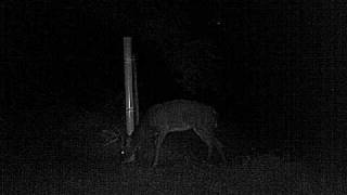 preview picture of video 'Night deer in Fulton County, GA'