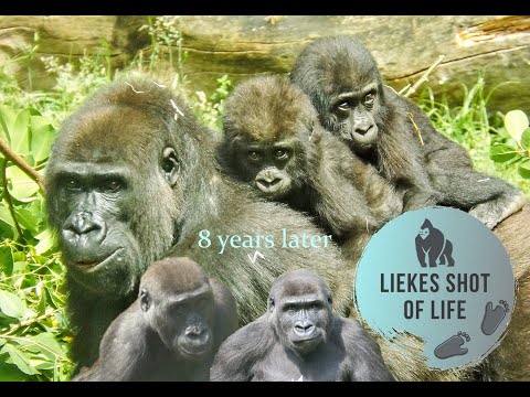 UPDATE THE GORILLA TWINS N'KATO AND N'HASA